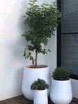 Tall Rounds - QuarterLite